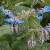 Borage (Borago officinalis)